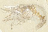 Large, Cretaceous Fossil Shrimp With Pos/Neg - Hjoula, Lebanon #202165-5